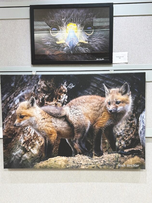 Strickler Photography Exhibit Opens The Future of Nature Photography Trends